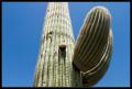 CRW_8958 Saguaro closeup